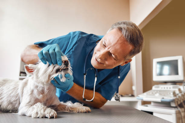 Best Emergency Broken Tooth Repair in South Rosemary, NC